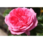 La Rose de Molinard (Ля роз де Молінар)